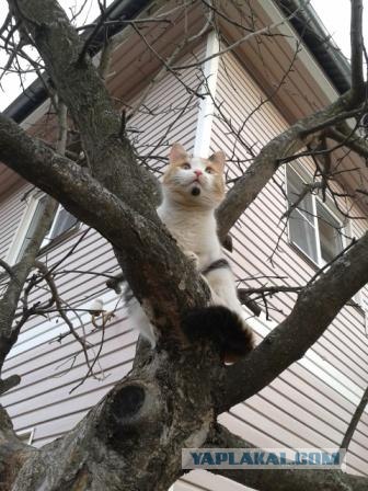 Котовторник 24.04.2012