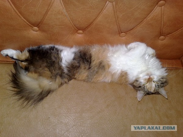 Самые смешные снимки животных за 2012 год