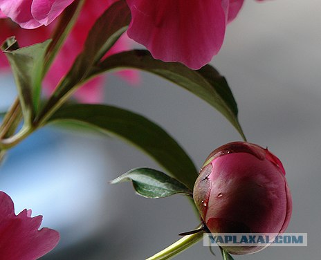 любительская фотография