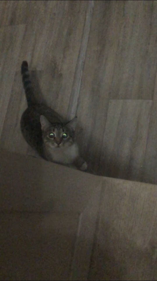 Забавные фото котеек
