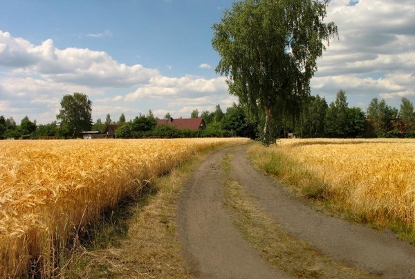 Красота сельских дорог