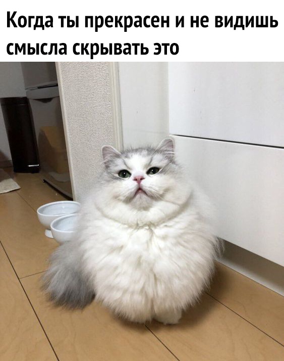 Живность из сети