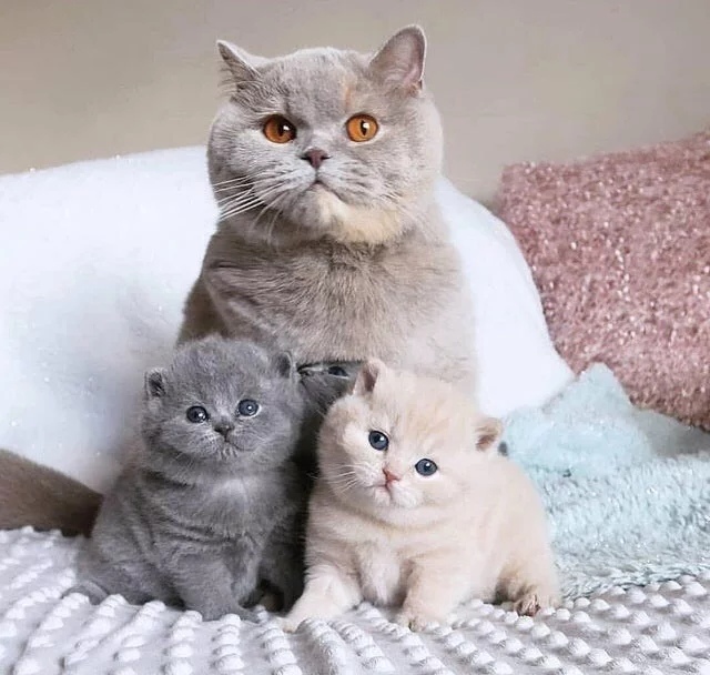 Забавные фото котеек