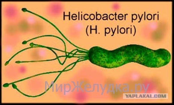 Бактерия Хеликобактер пилори
