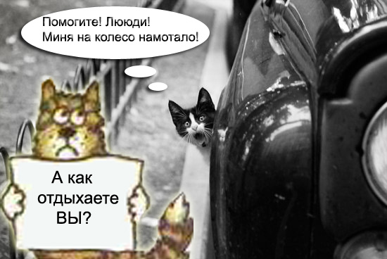 Фотожаба: Кот