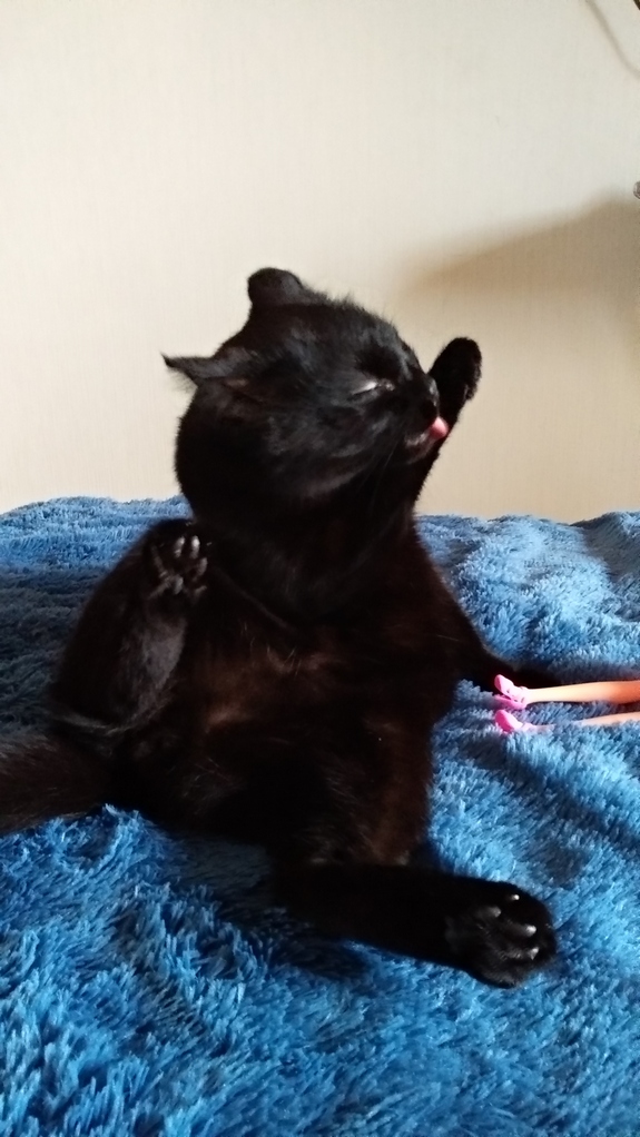 Котовторник. Добавляйте своих