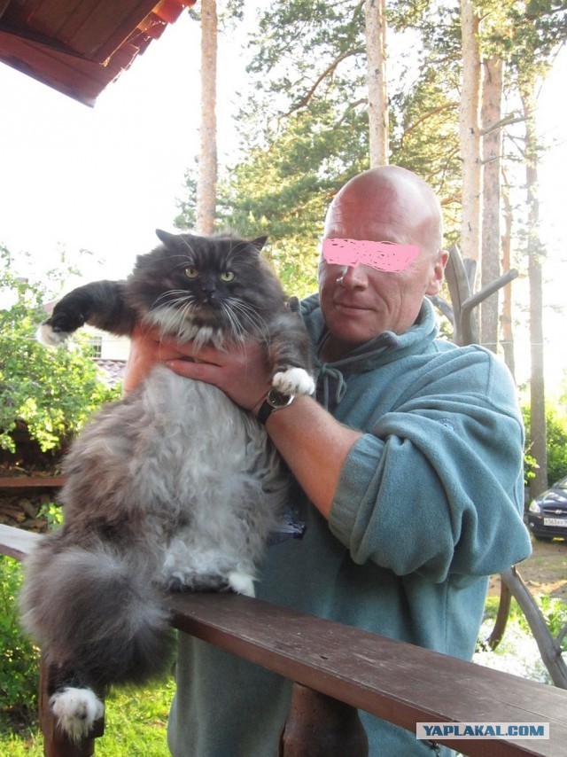 Расчехляем гладильники! - норвежский лесной уже тут