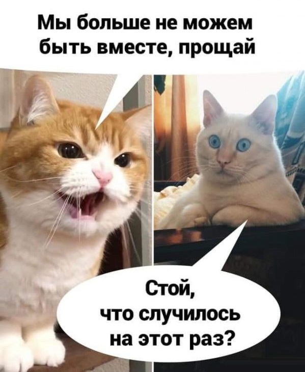 Котовторник. Картинки и буквы 08.02.22