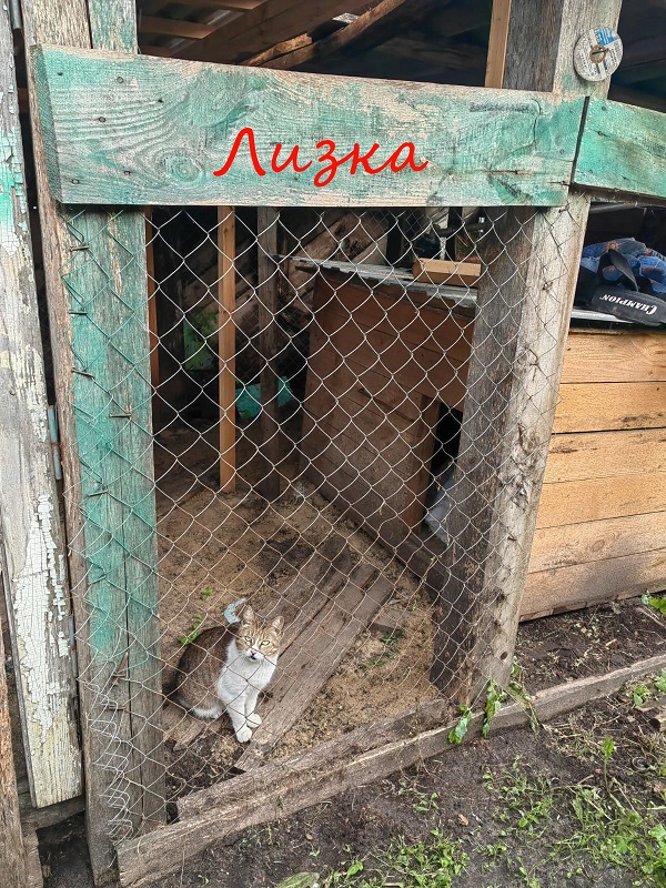 Жизнь домашнего приюта "Котоленд" 395