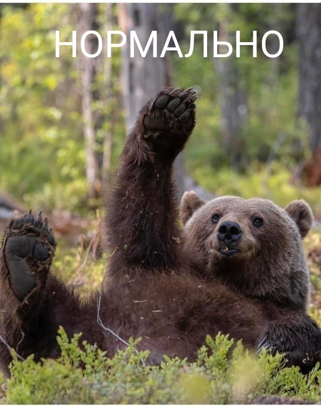 Финалисты комедийной фотографии дикой природы 2023 года
