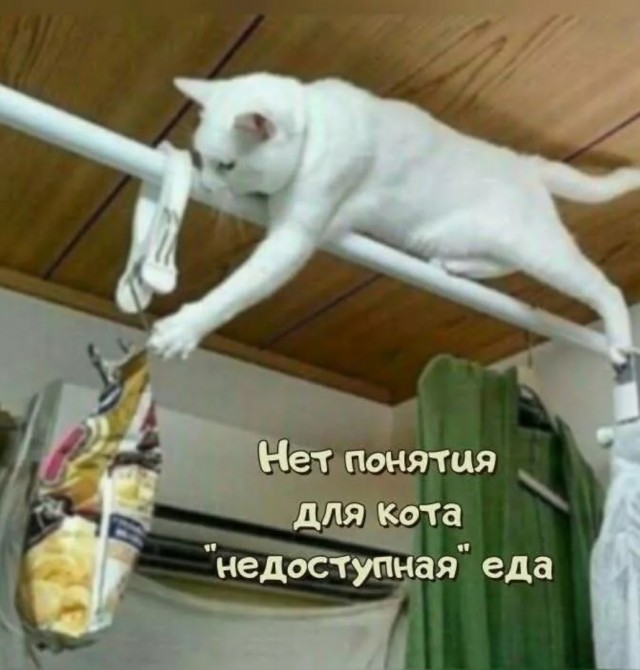 К котовторнику: подборка картинок-баянов с котиками и про котиков. Выпуск 4