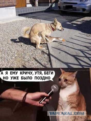 Где уточка?