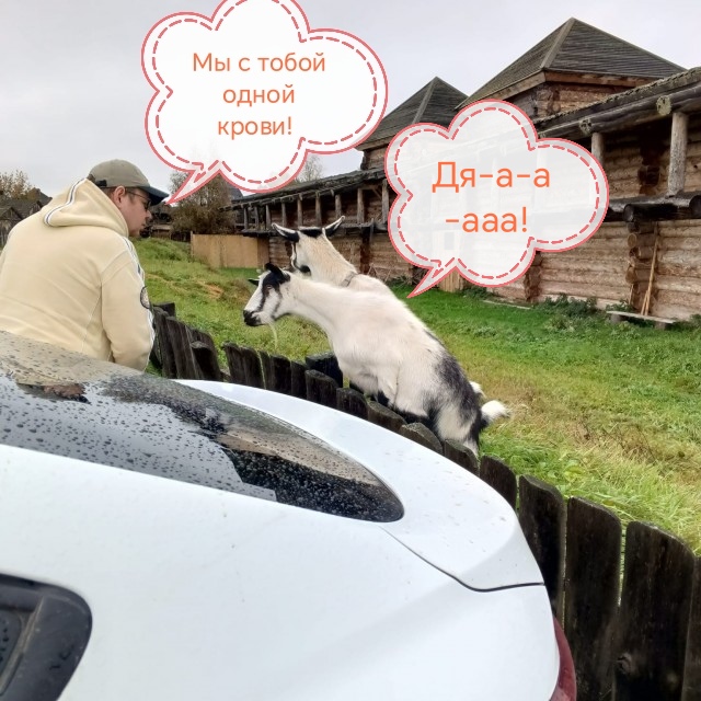 Напали козлы