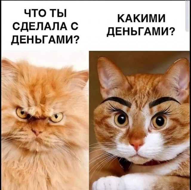 К котовторнику: подборка картинок-баянов с котиками и про котиков. Выпуск 20.