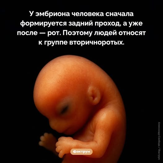 Картинки для деградации постновогодние (как салаты - разной степени свежести)