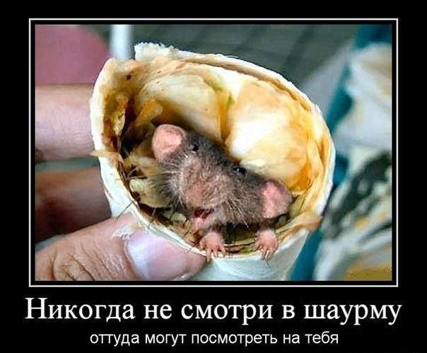 Попытка не травануться шаурмой