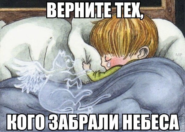 Кот барсик