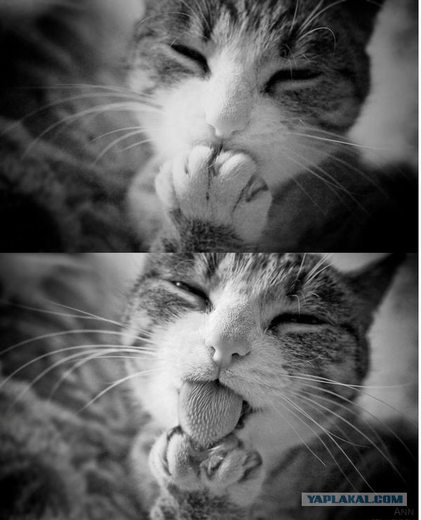 Весёлые картинки. Разбавим будни