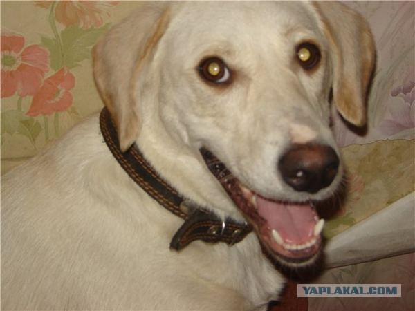 Спасенные собаки