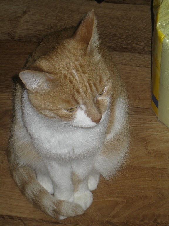 Котовторник 01.04.2014