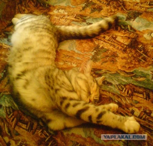 Котовторник 05.03.13