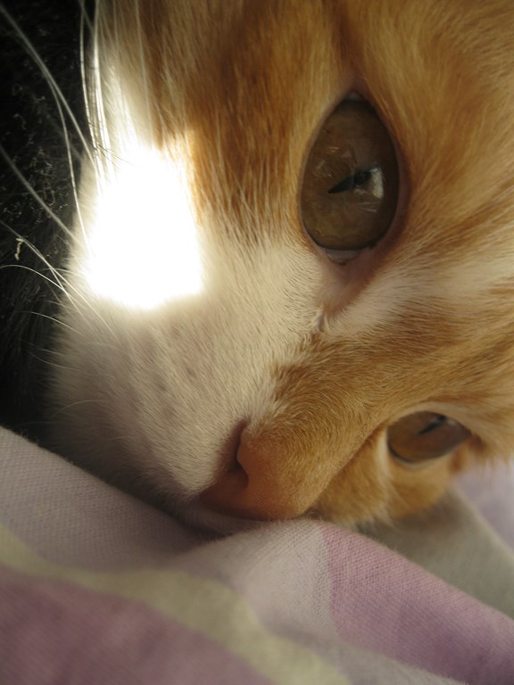 Котовторник 29.04.14.