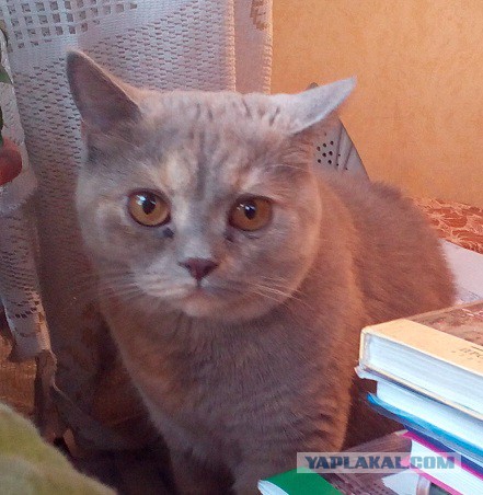 Котовторник 30.09.2014