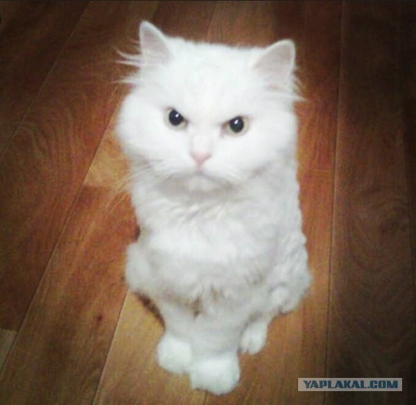Котовторник 31.03.2015