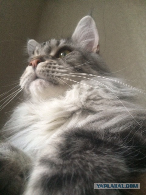 Котовторник 31.03.2015