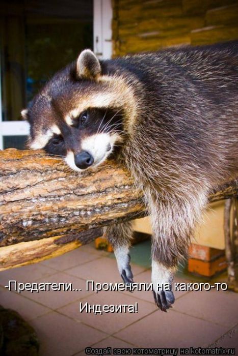 Если стало грустно - купи себе пакет енотов