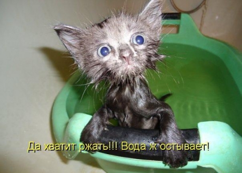 Котовторник
