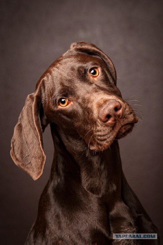 Собакочетверг