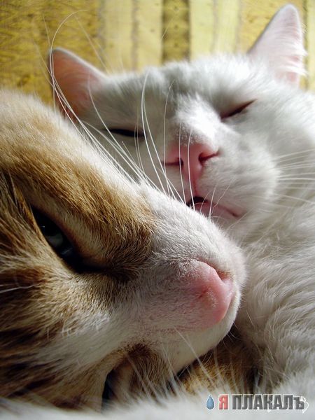 Коты, кошки, котята