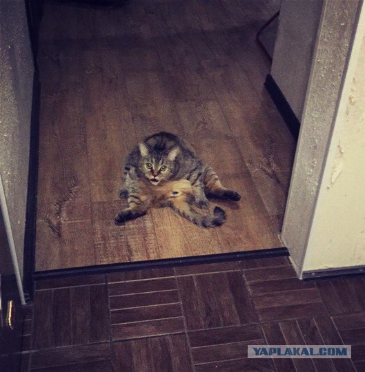 Котовторник 02.02.2016
