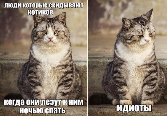 Мохнатые беспредельщики