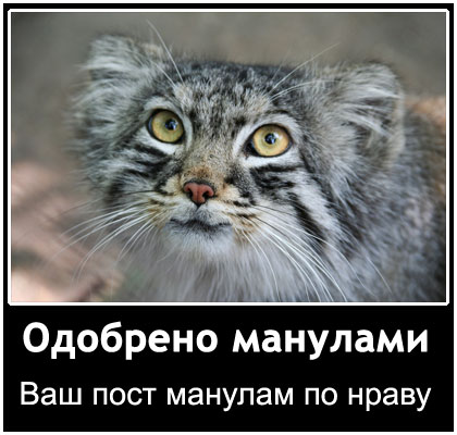 Cпасённые зимой манулы отказались уходить от людей