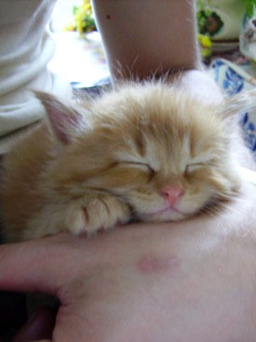 А вот и котовторник!