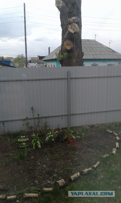 Котовторник 17.05.2016