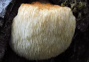 Лучшие грибные места мира