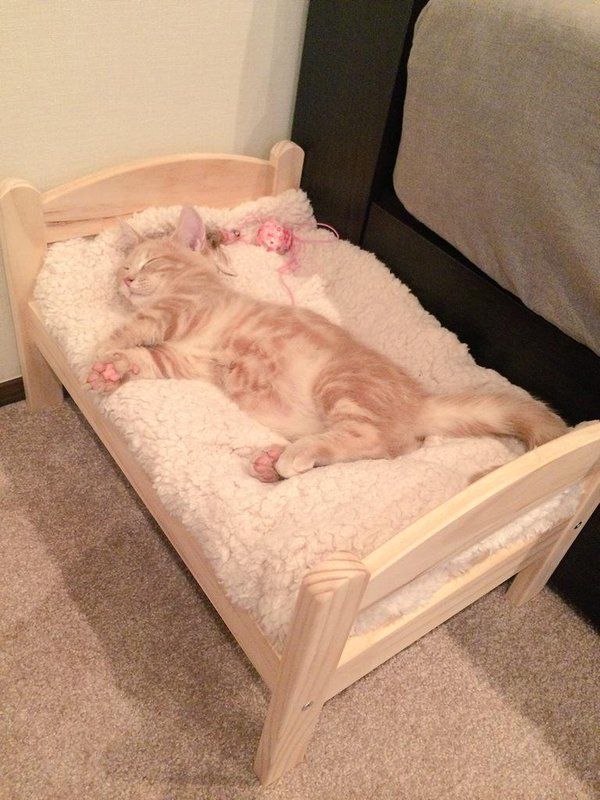 Коты из сети