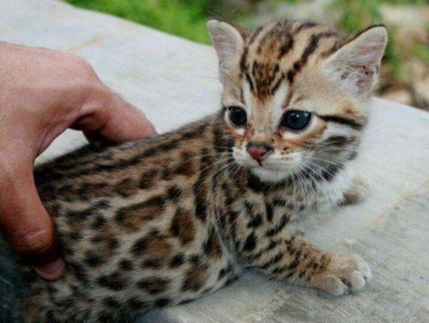 Самые смешные животные
