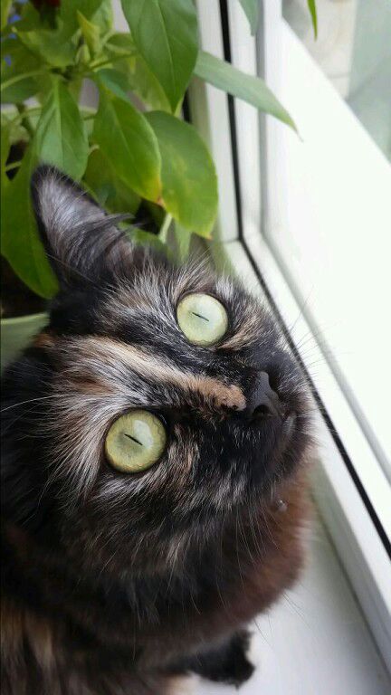 Коты и Кошки