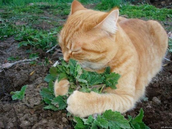 Коты и Кошки