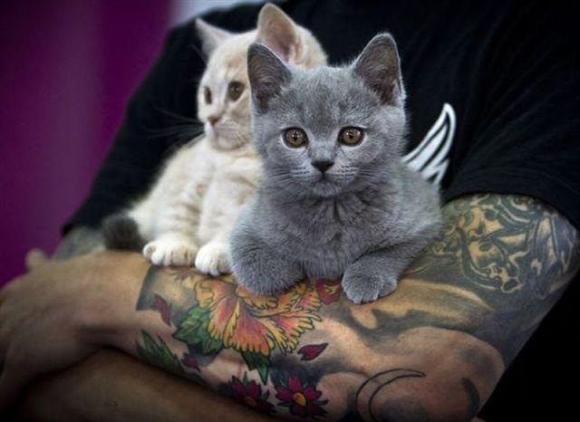 Коты и Кошки