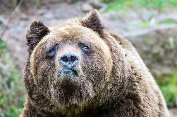 Они не попадут на обложку журнала. Фотографы собрали неудачные снимки животных