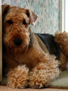 8 исчезнувших пород собак, которых не осталось даже на фотографиях