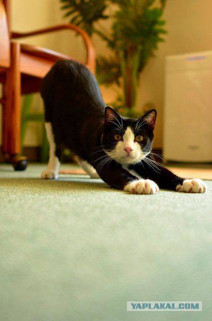 Котовторник 9.01.2018