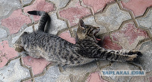 УРРААА ! Котовторник на ЯПлакалъ !