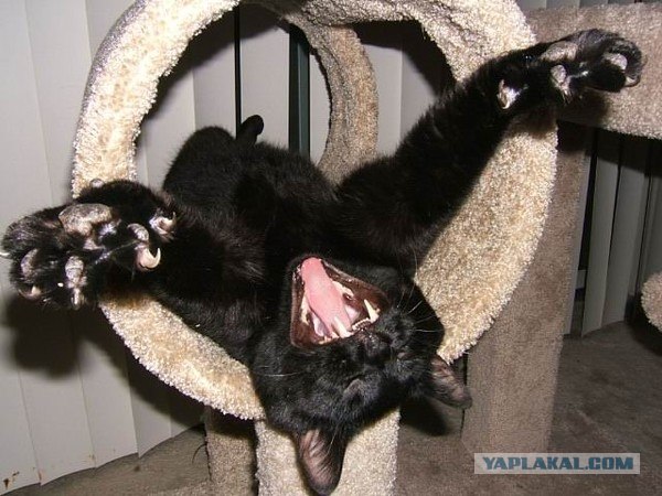 Котовторник на ЯПлакалъ: Кото и кто-то!