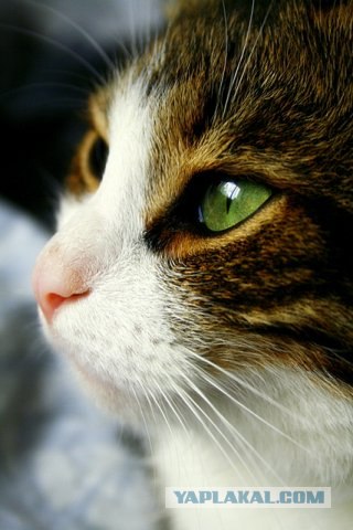 Котовторник (20.01)